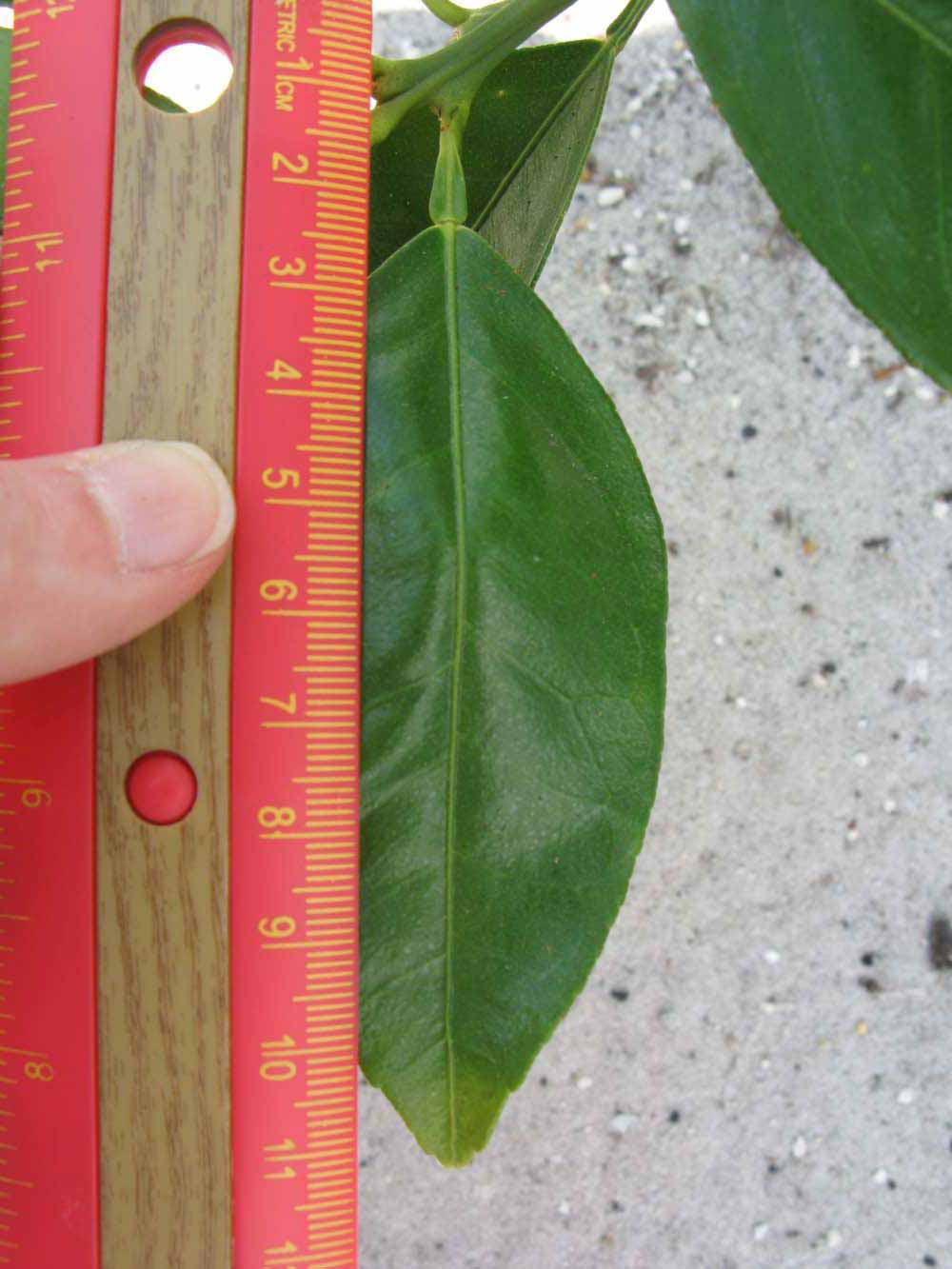              Unifoliolate leaf (Winter Haven, FL)       